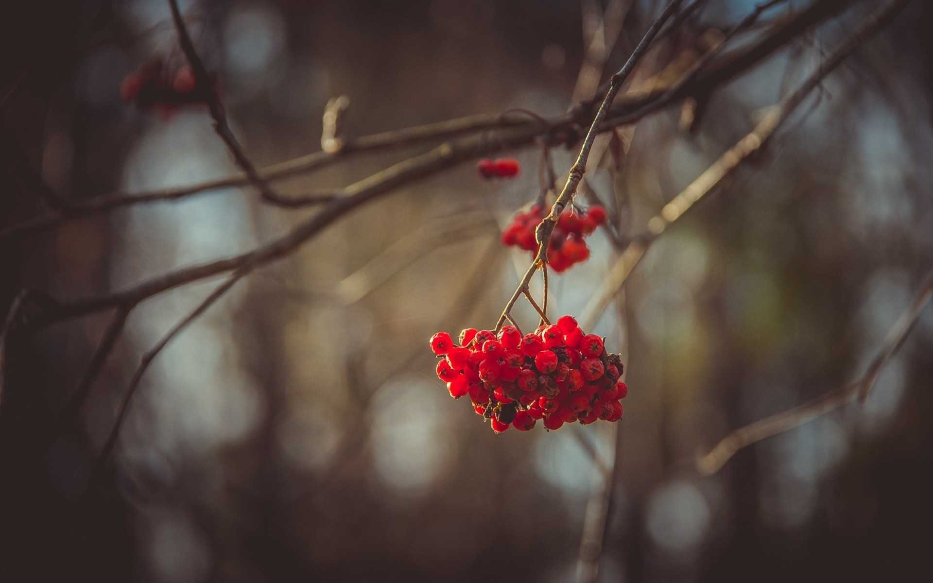invierno baya árbol rama otoño fruta hoja naturaleza ceniza de montaña arbusto ceniza de montaña flor al aire libre nieve color ceniza de bayas