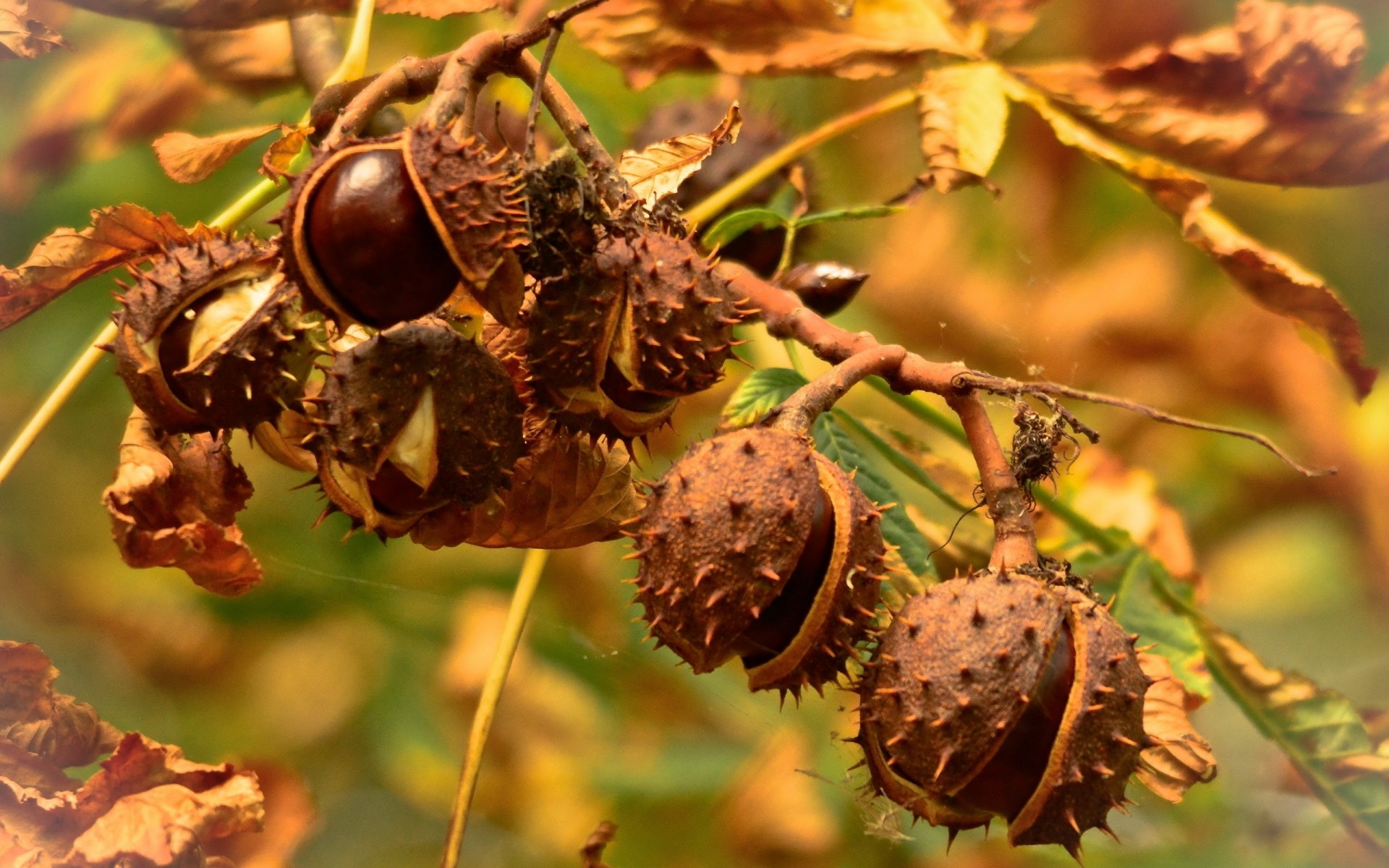 naturaleza fruta otoño hoja temporada comida flora árbol primer plano rama tuerca color al aire libre escritorio pastelería jardín