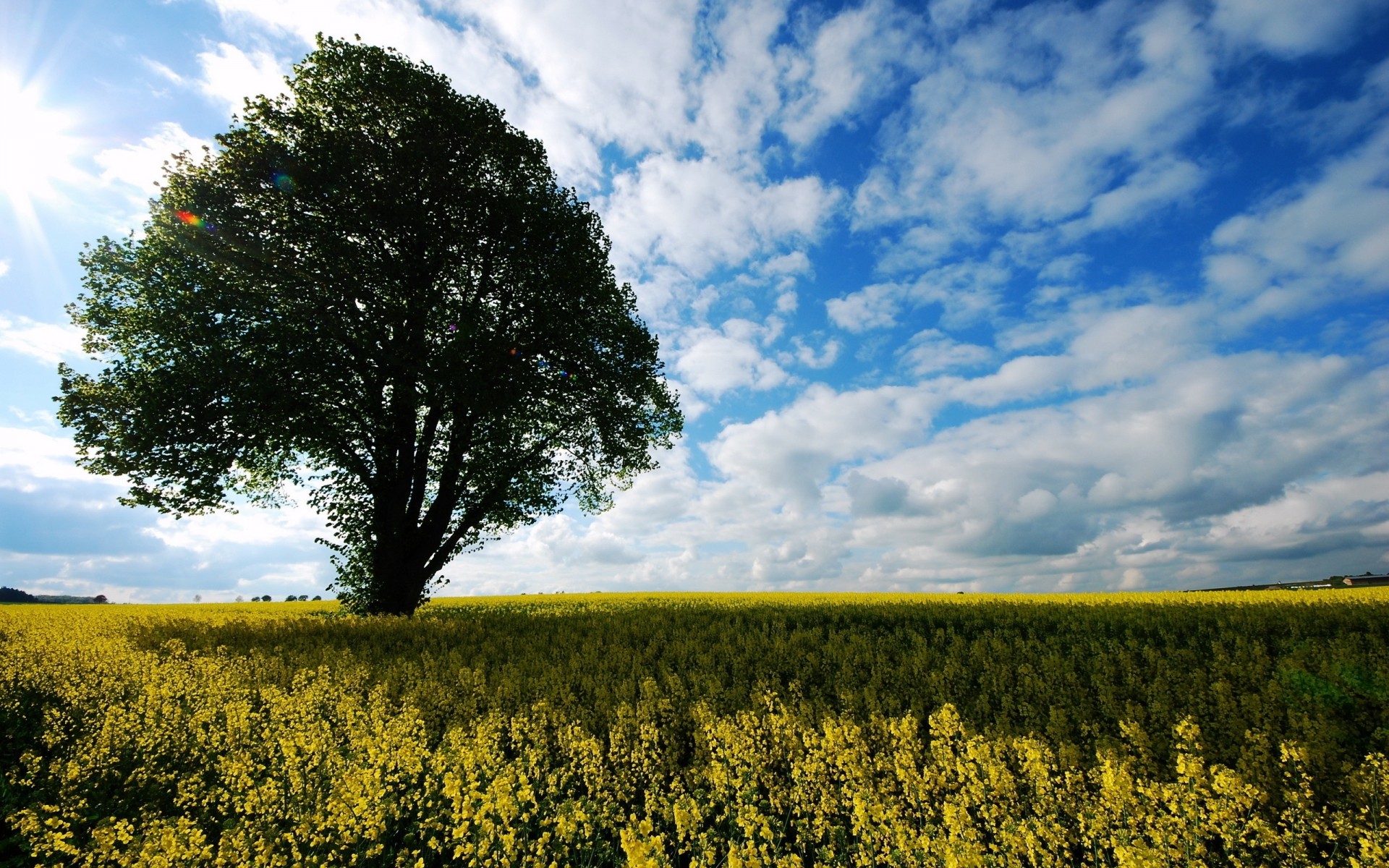 paisaje naturaleza campo rural al aire libre agricultura árbol cielo campo verano buen tiempo crecimiento sol tierra cultivada país amanecer hierba viento solo