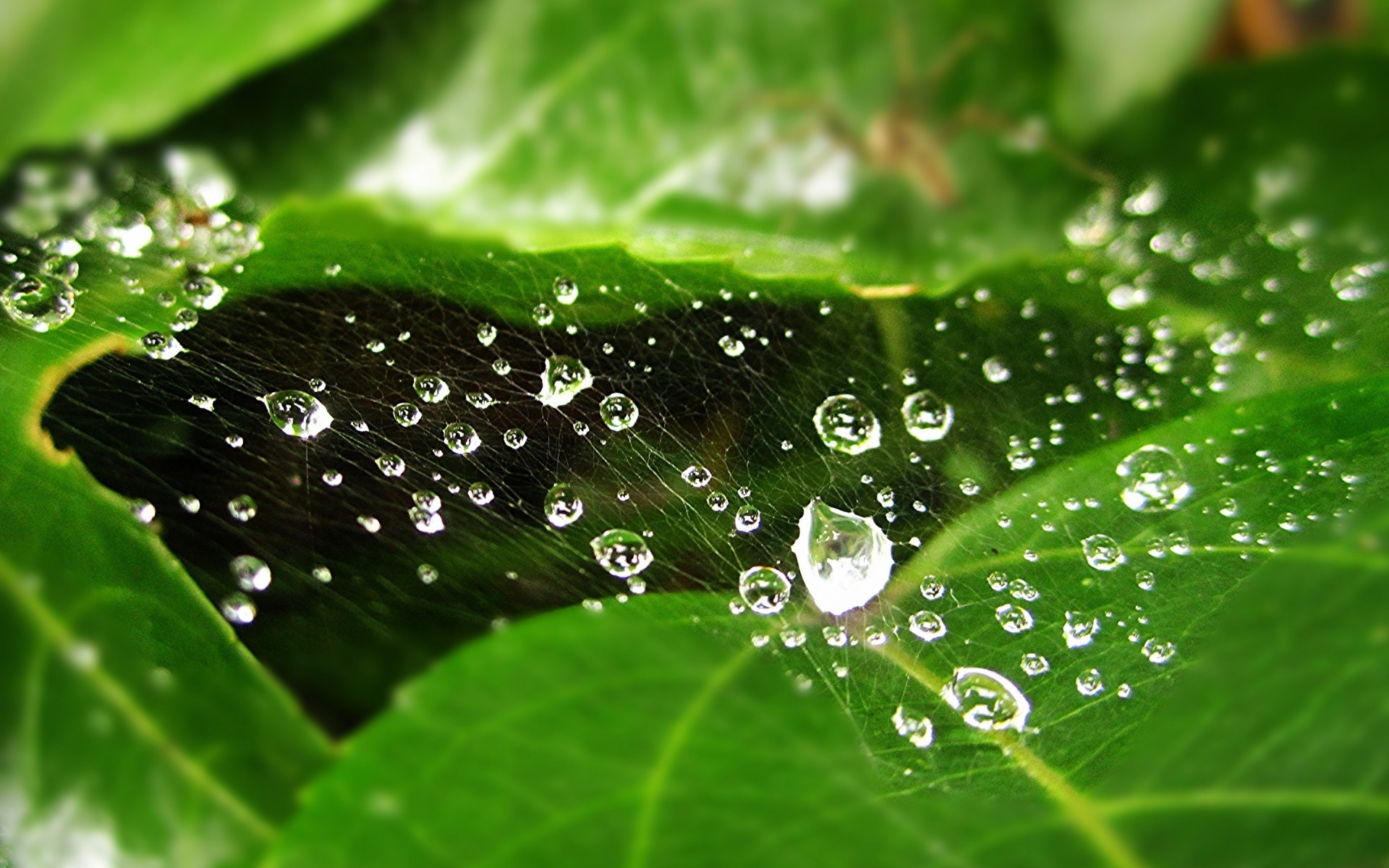 rocío lluvia gota gotas mojado hoja gotas flora agua pureza gota de agua frescura naturaleza jardín crecimiento líquido rocío medio ambiente cerca gotas de agua drew. araña web