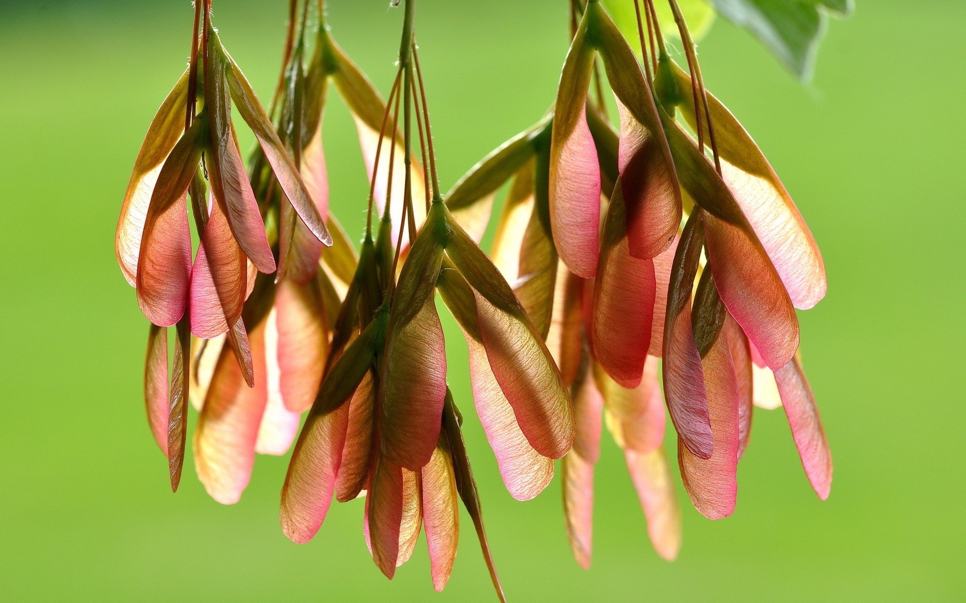 naturaleza flora hoja jardín primer plano flor crecimiento color escritorio verano temporada cáscara arce semillas planta