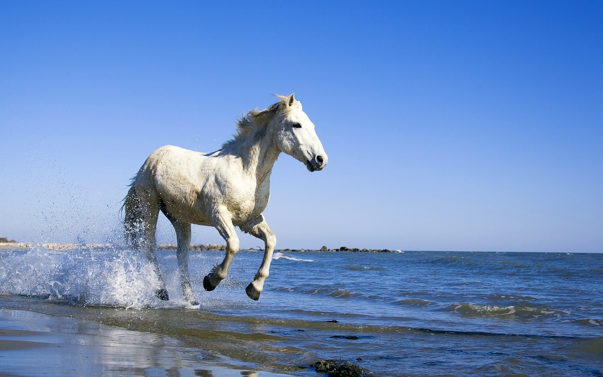 animales mamífero caballo mare al aire libre agua caballería cielo naturaleza animal verano libertad horquilla océano libre relajante