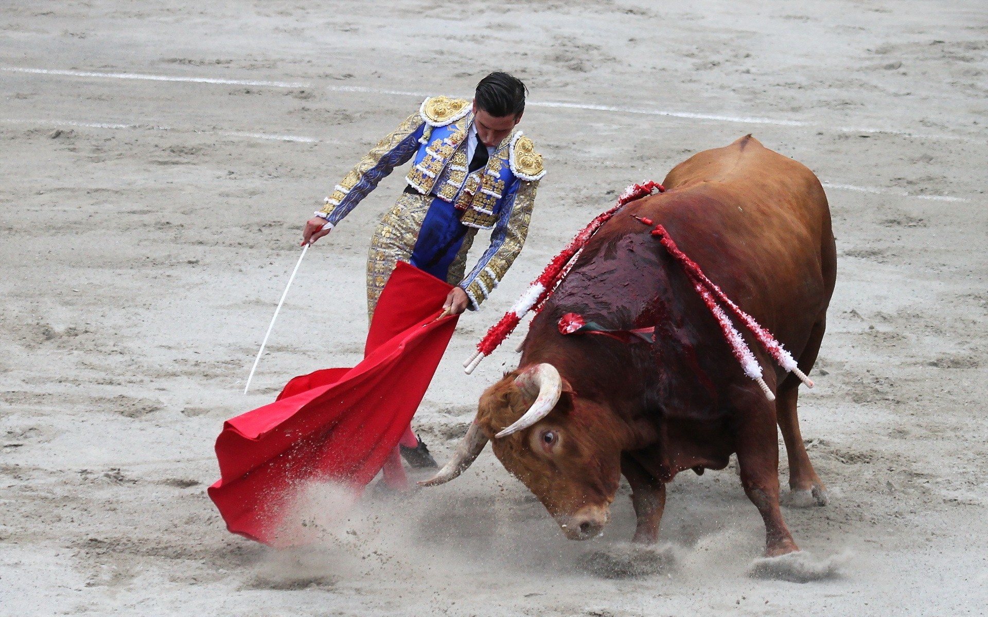 toro torero concurso ganado arena coraje sangre estadio animales vivos hombre acción luchador lucha festival deporte