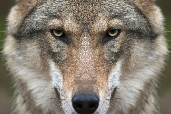 Lobo en la naturaleza