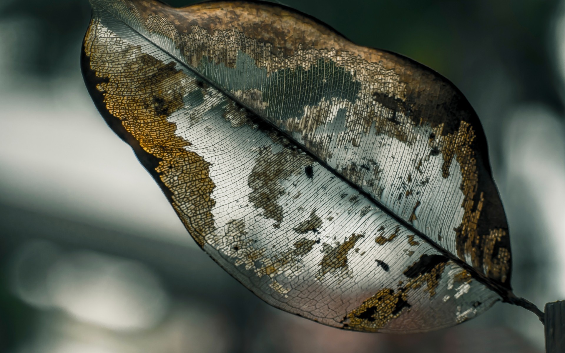 naturaleza uno animal escritorio hoja