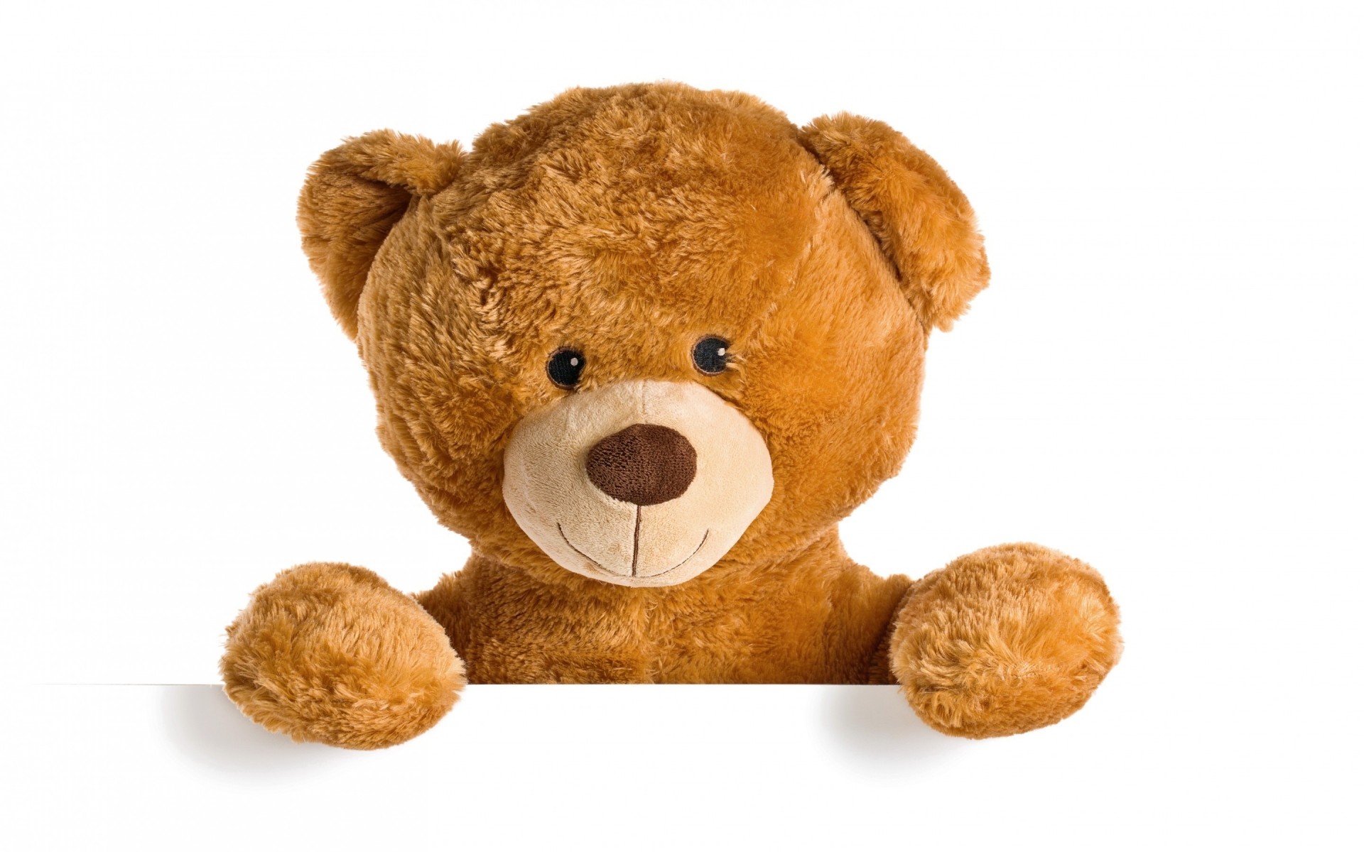 peluche aislado juguete lindo pequeño divertido piel estudio abajo felpa animal escritorio sentarse perro adorable mamífero confitería mascota oso oso de peluche