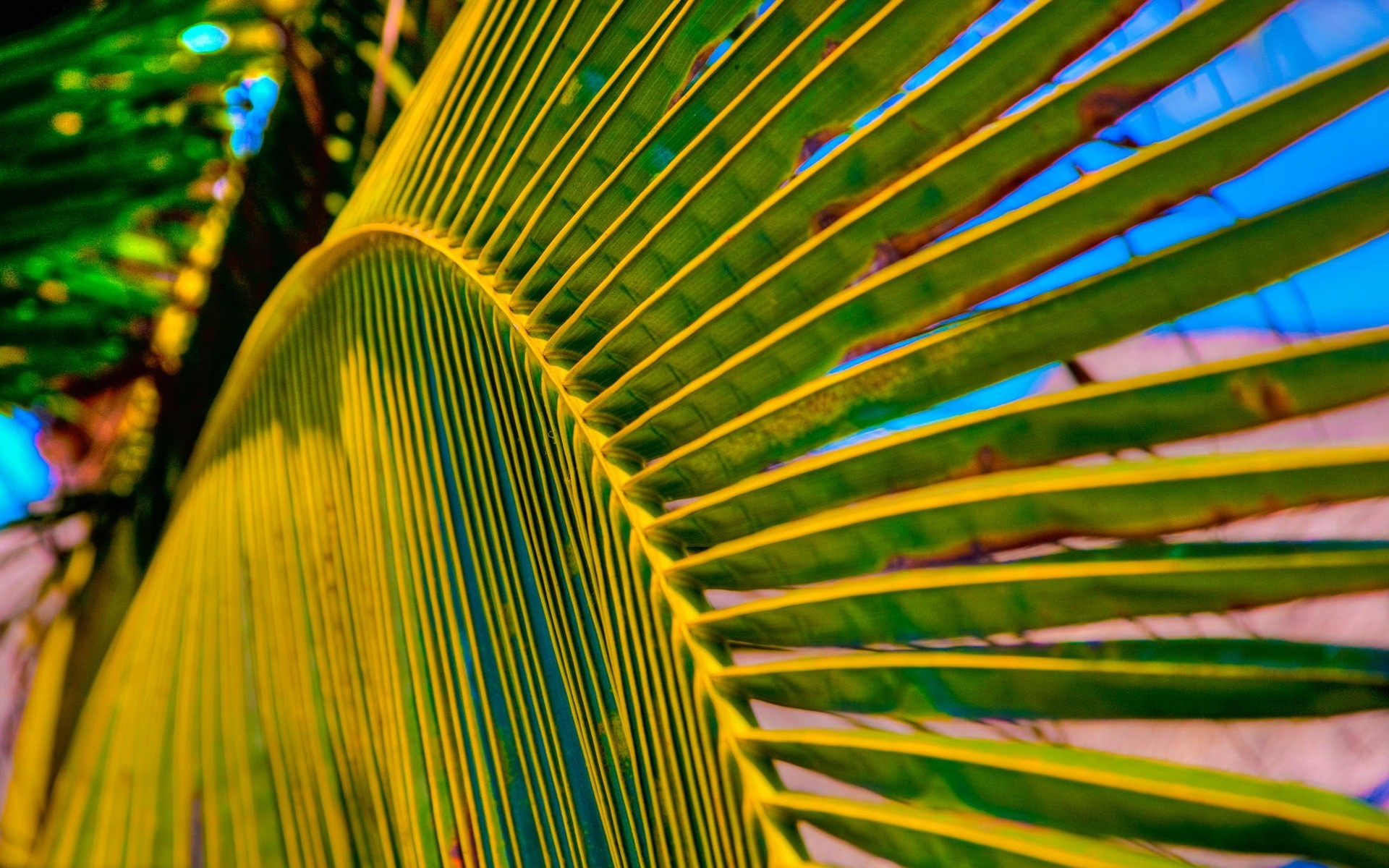 tropical palma brillante color naturaleza escritorio abstracto árbol patrón verano diseño exótico coco textura viajes fronda palma hoja