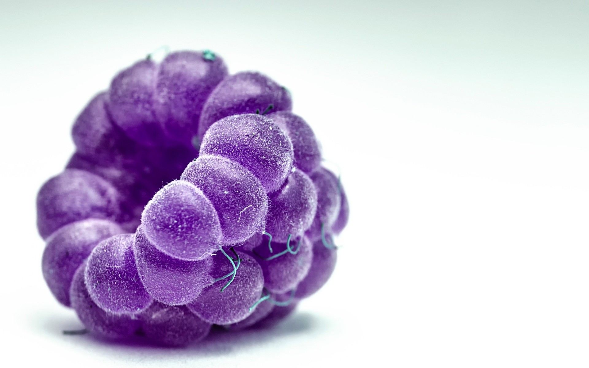 naturaleza escritorio primer plano color flora aislado frambuesa macro fruta baya