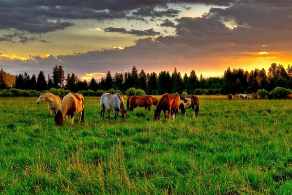 Hermosos caballos en el pasto verde