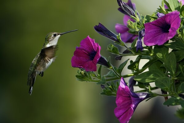 El pájaro más pequeño cerca de la flor