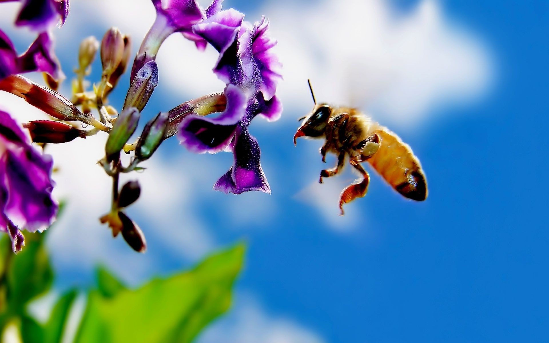animales abeja naturaleza insecto flor miel polen al aire libre polinización verano flora avispa abejas abejorro hoja borrosidad jardín salvaje néctar buen tiempo
