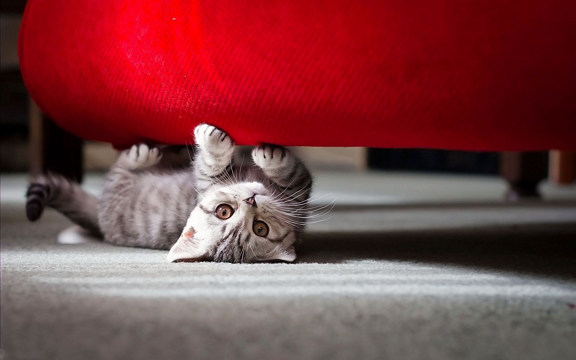 gatos gato doméstico sofá interior retrato sueño solo familia mamífero lindo animal pelaje alfombra muebles mascota