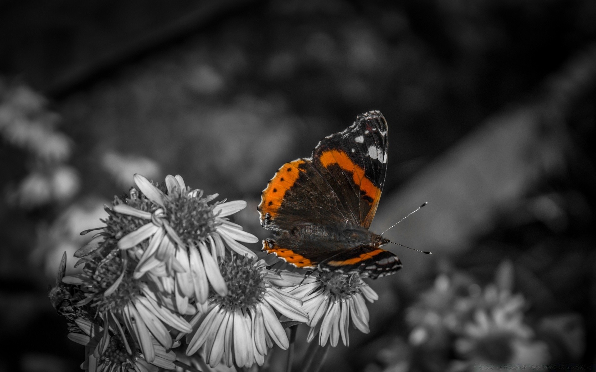 blanco y negro mariposa insecto naturaleza invertebrados al aire libre vida silvestre flor