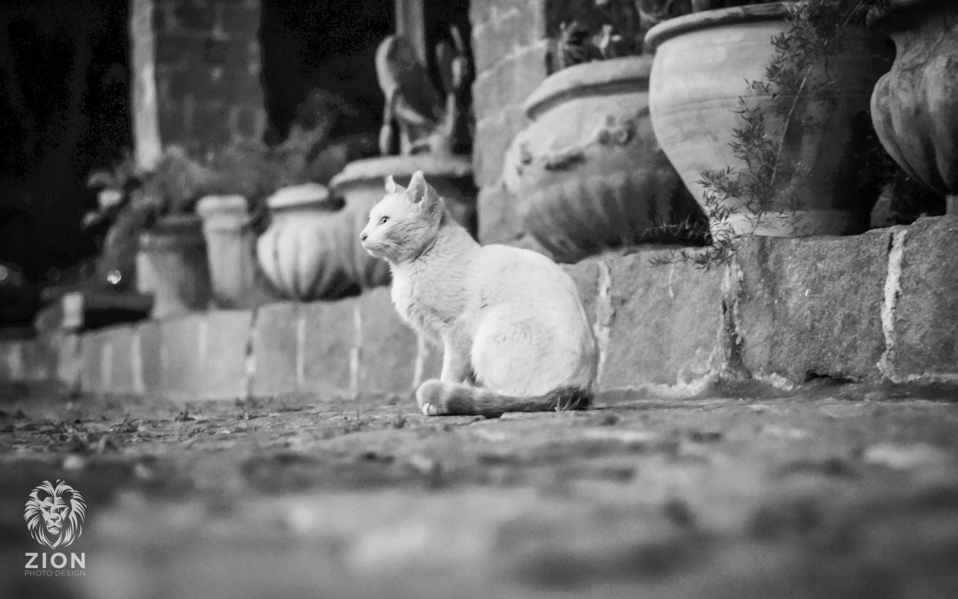 blanco y negro uno mamífero adulto dos humano monocromo perro animal calle al aire libre perro retrato