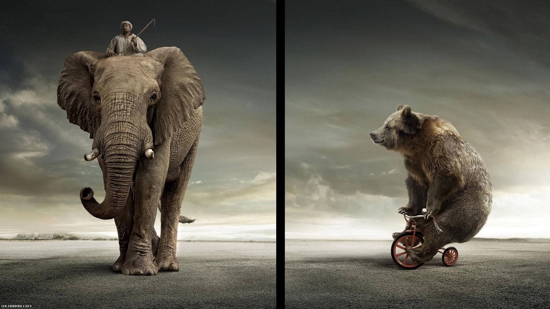 mamífero animal elefante uno vida silvestre dos retrato