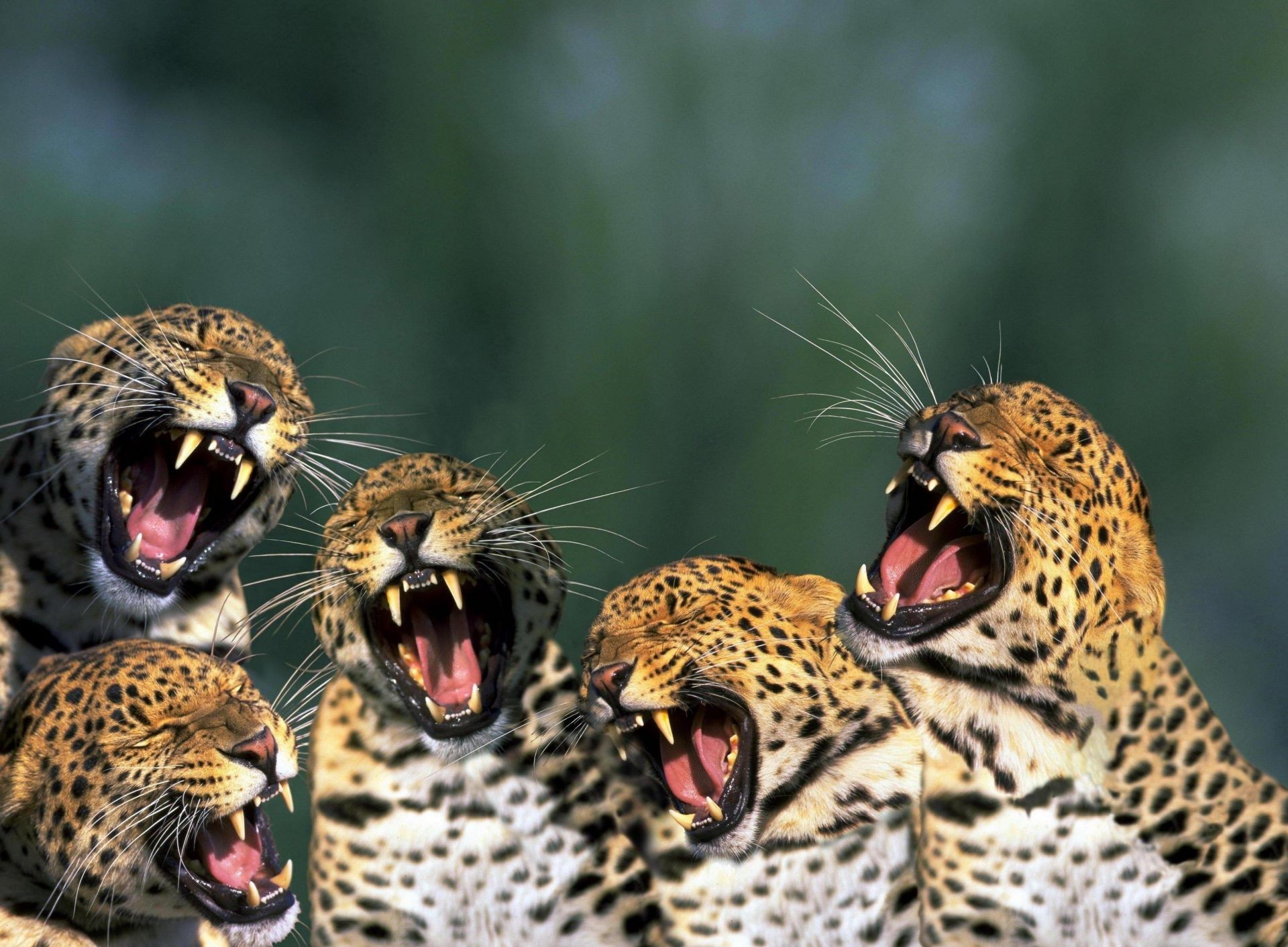 animales vida silvestre gato leopardo naturaleza salvaje animal zoológico depredador cazador retrato especie en peligro de extinción guepardo