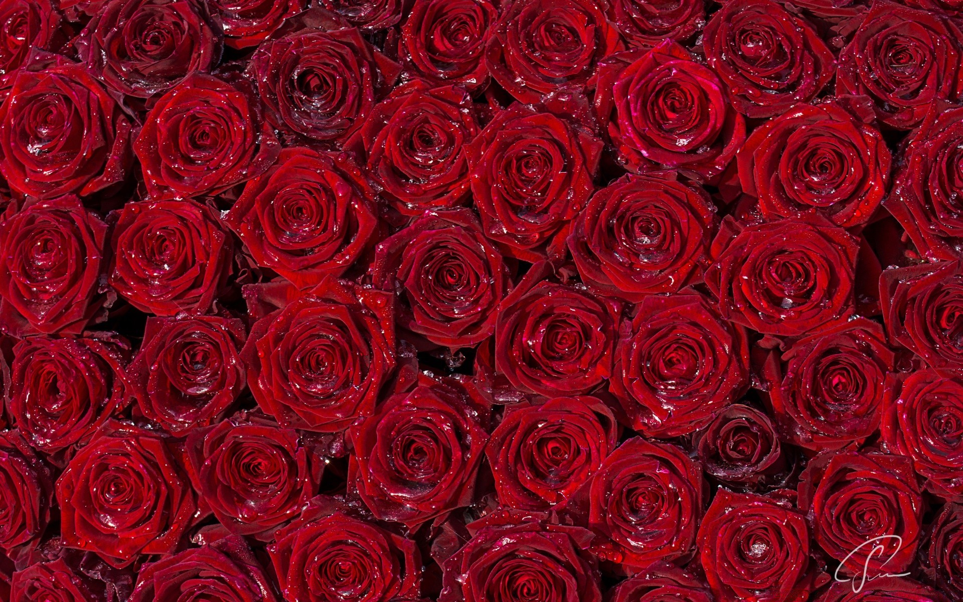 corazones rosa floral pétalo ramo flor romance amor romántico cluster boda bluming aniversario regalo matrimonio botánico flora amigo elegante florista rocío