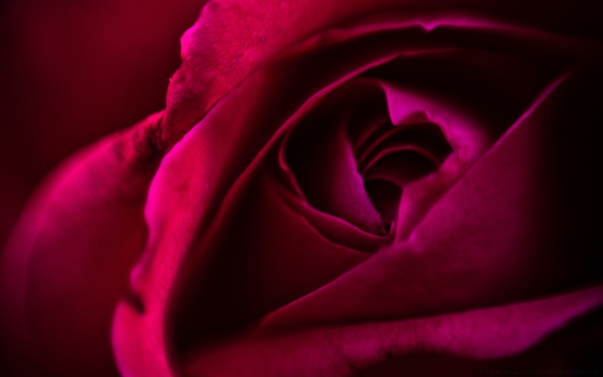 corazones rosa flor amor romance delicado romántico boda amor color pétalo
