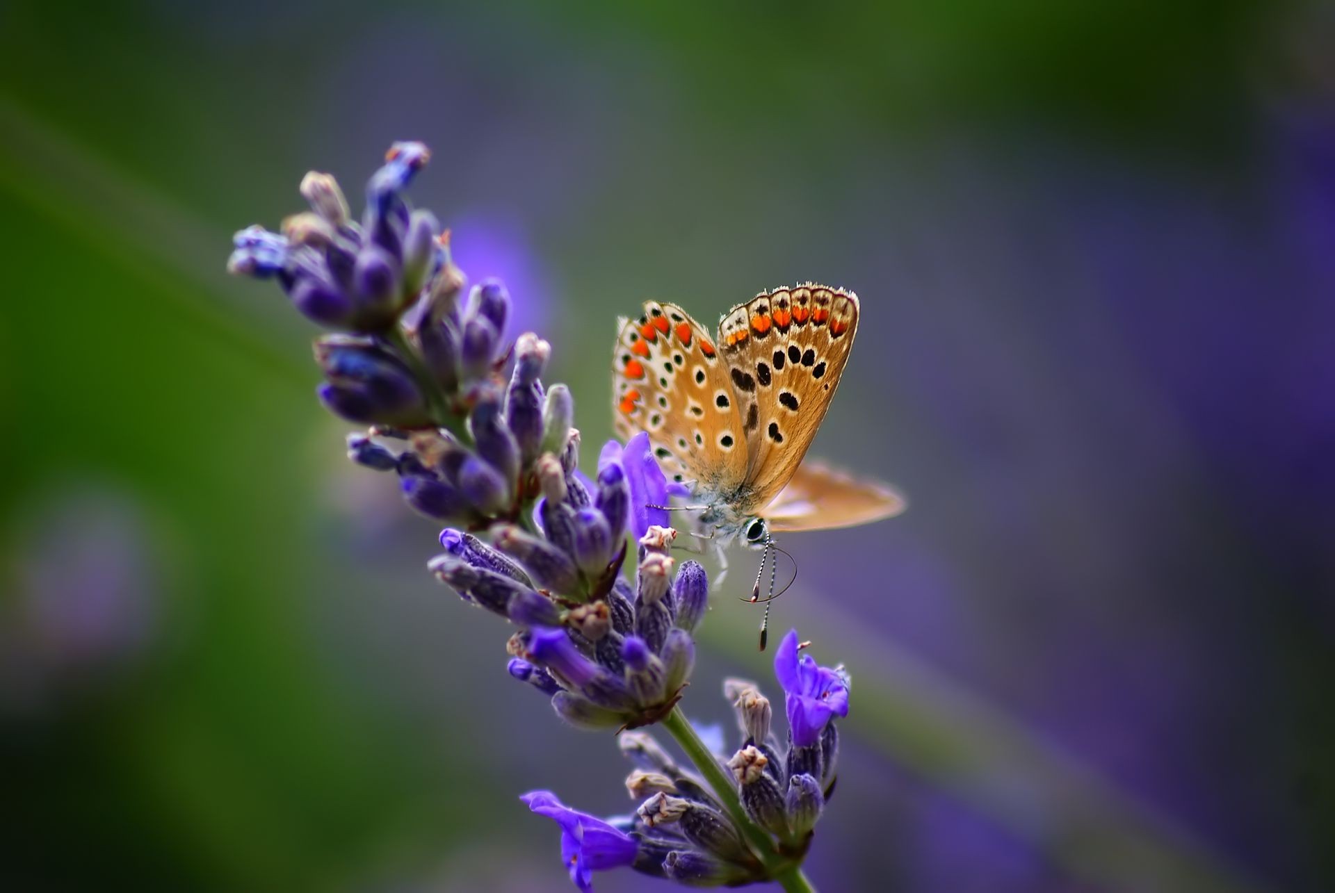 insectos mariposa naturaleza flor insecto verano flora al aire libre hoja jardín lavanda