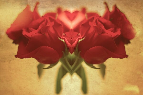Flores. Rosas. Amor. Rojo