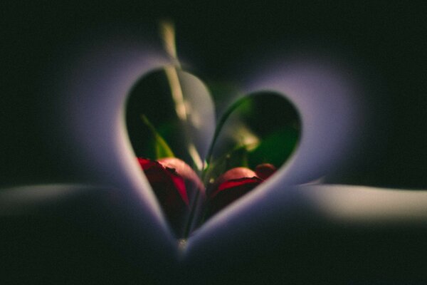 Flor de la vida corazón de la vida