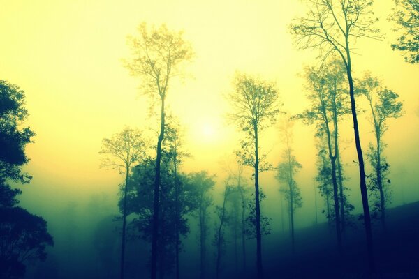 Amanecer y niebla sobre los árboles