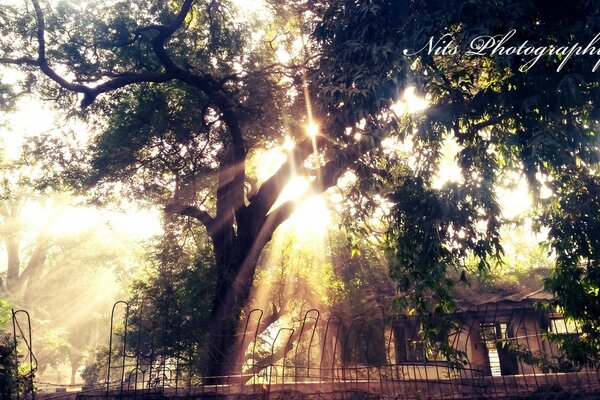 La luz del sol penetra a través de la corona del árbol