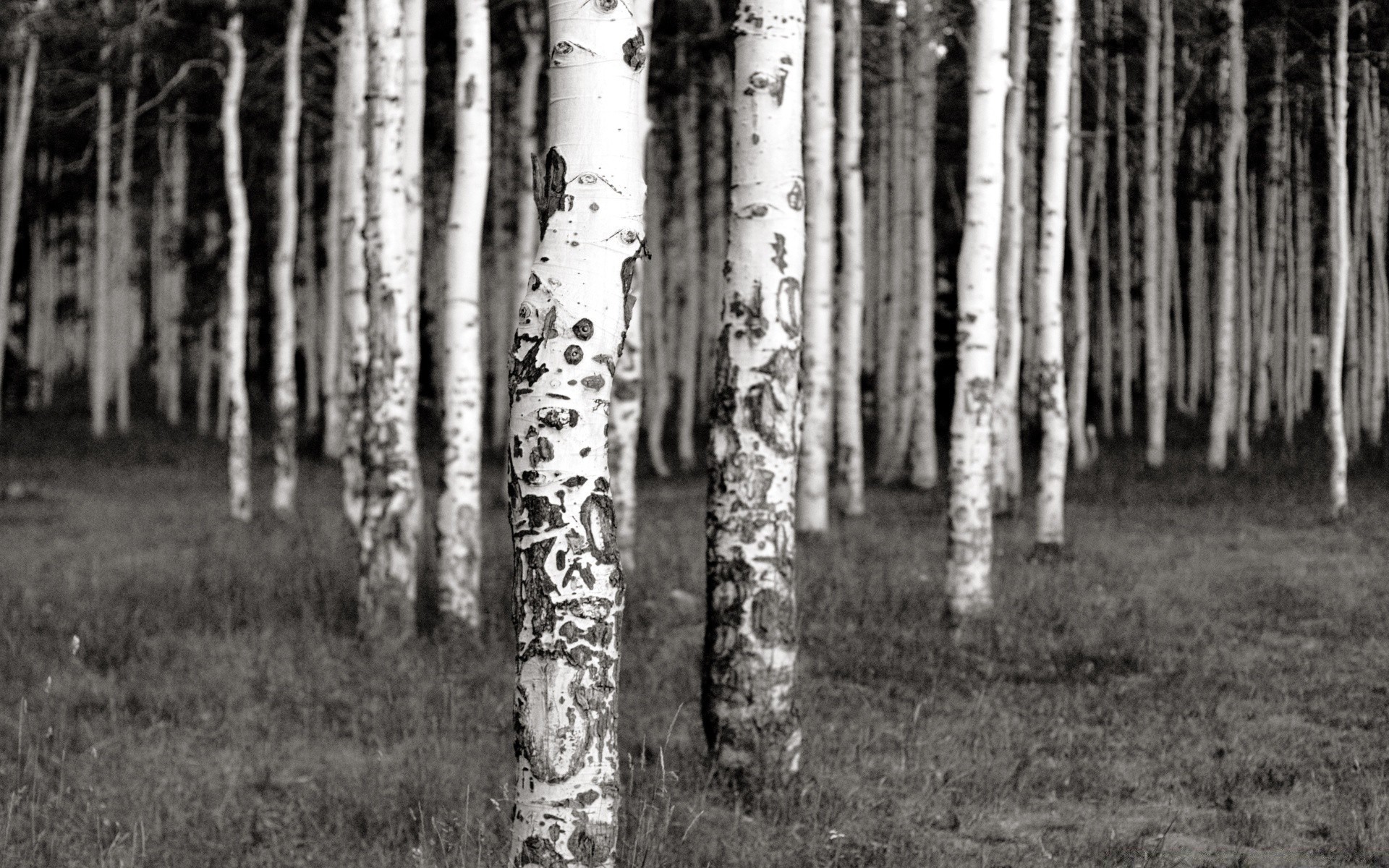 vintage madera madera naturaleza paisaje al aire libre hoja rama