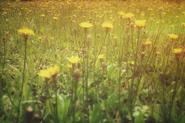 Plantas con flores en un claro de verano