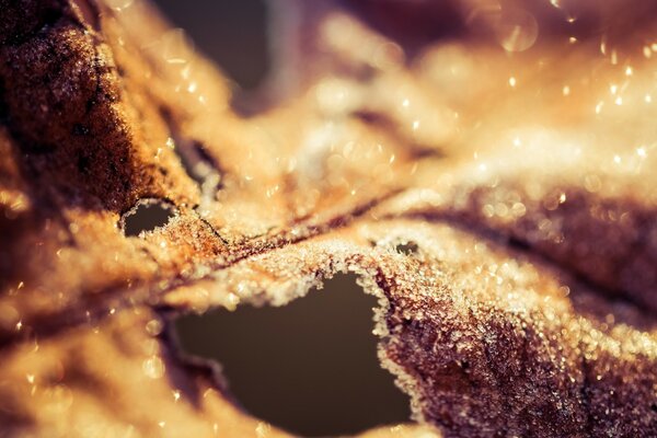 Macro fotografía de un pedazo de pastel en una sección