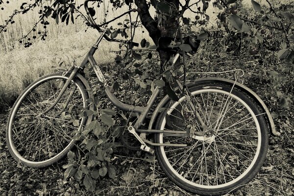 Bicicleta bajo un cerezo