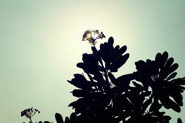 Flor silvestre fotografiada contra la luz