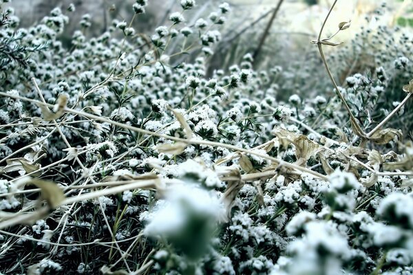 Naturaleza de invierno nieve en la hierba