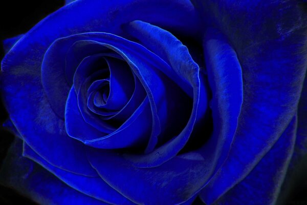 Rosa romántica azul para regalo
