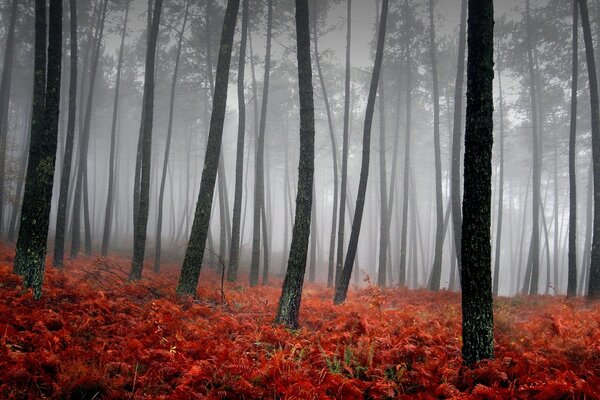 Árboles negros en el bosque de niebla con hojas de naranja