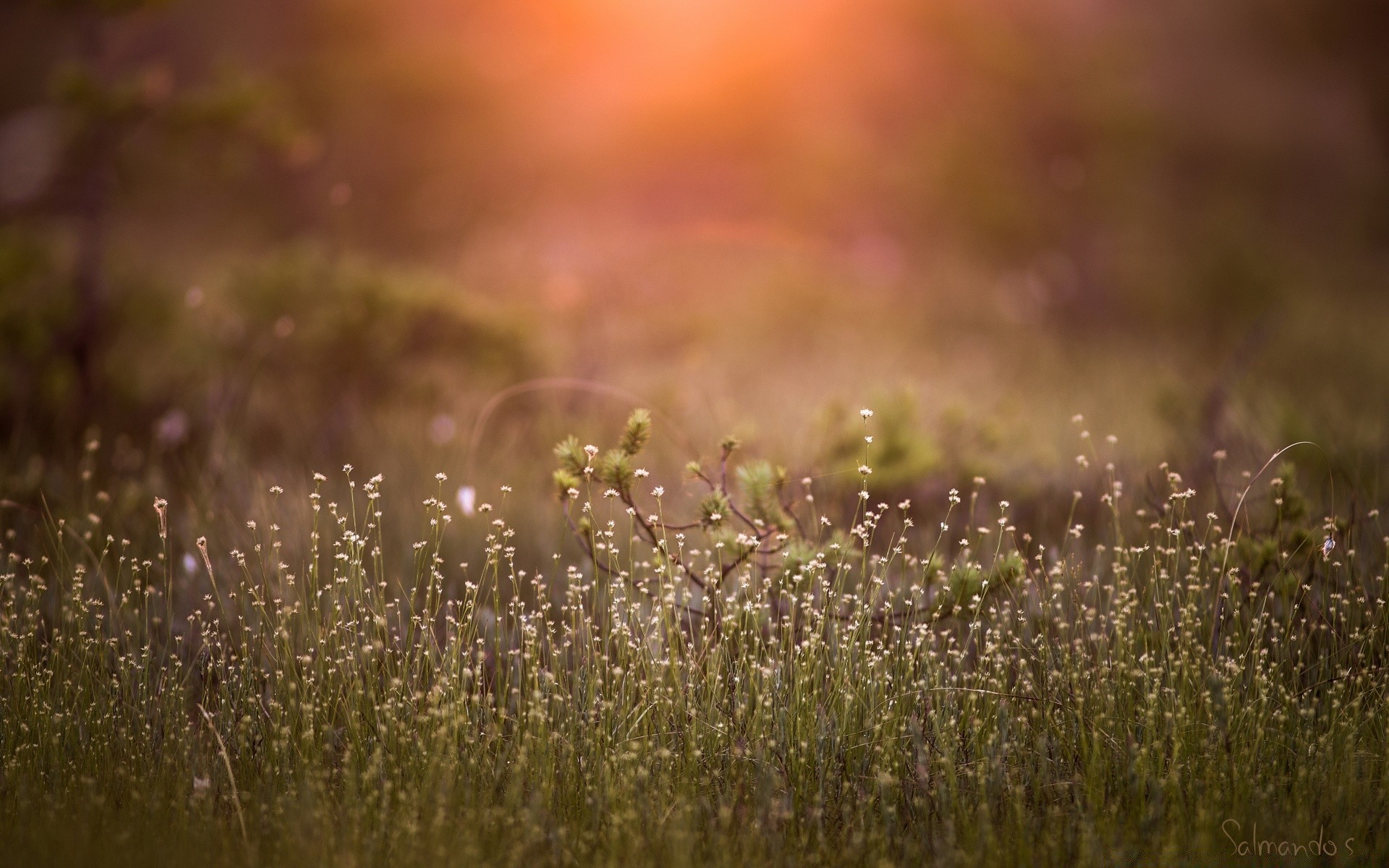 flor naturaleza amanecer paisaje campo desenfoque al aire libre hierba sol puesta de sol buen tiempo pastizales verano heno dof jardín flora campo color