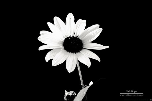 Margarita de Jardín sobre fondo negro