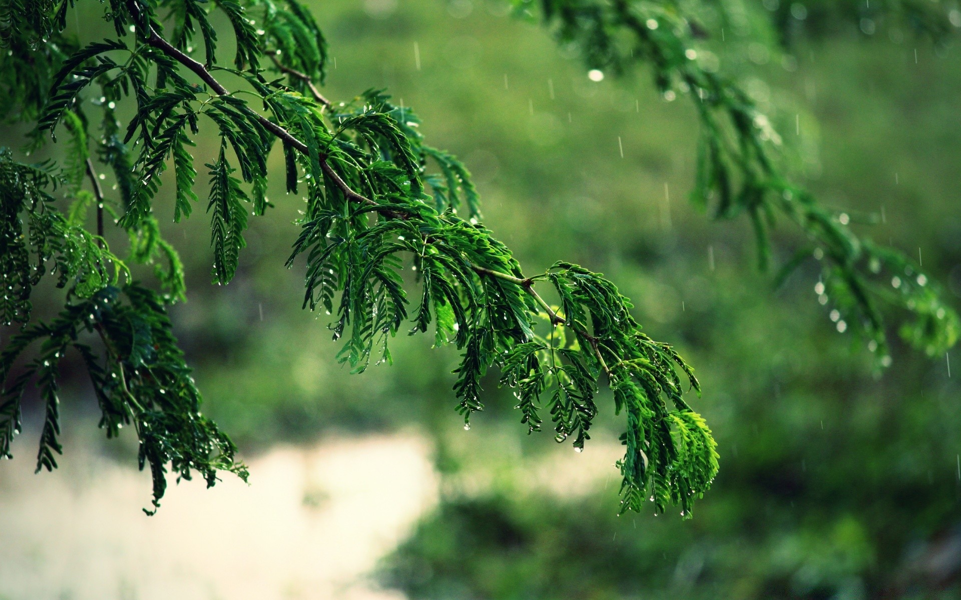 bokeh hoja naturaleza árbol flora medio ambiente al aire libre crecimiento rama verano madera jardín exuberante frescura lluvia buen tiempo hierba luz del día brillante color