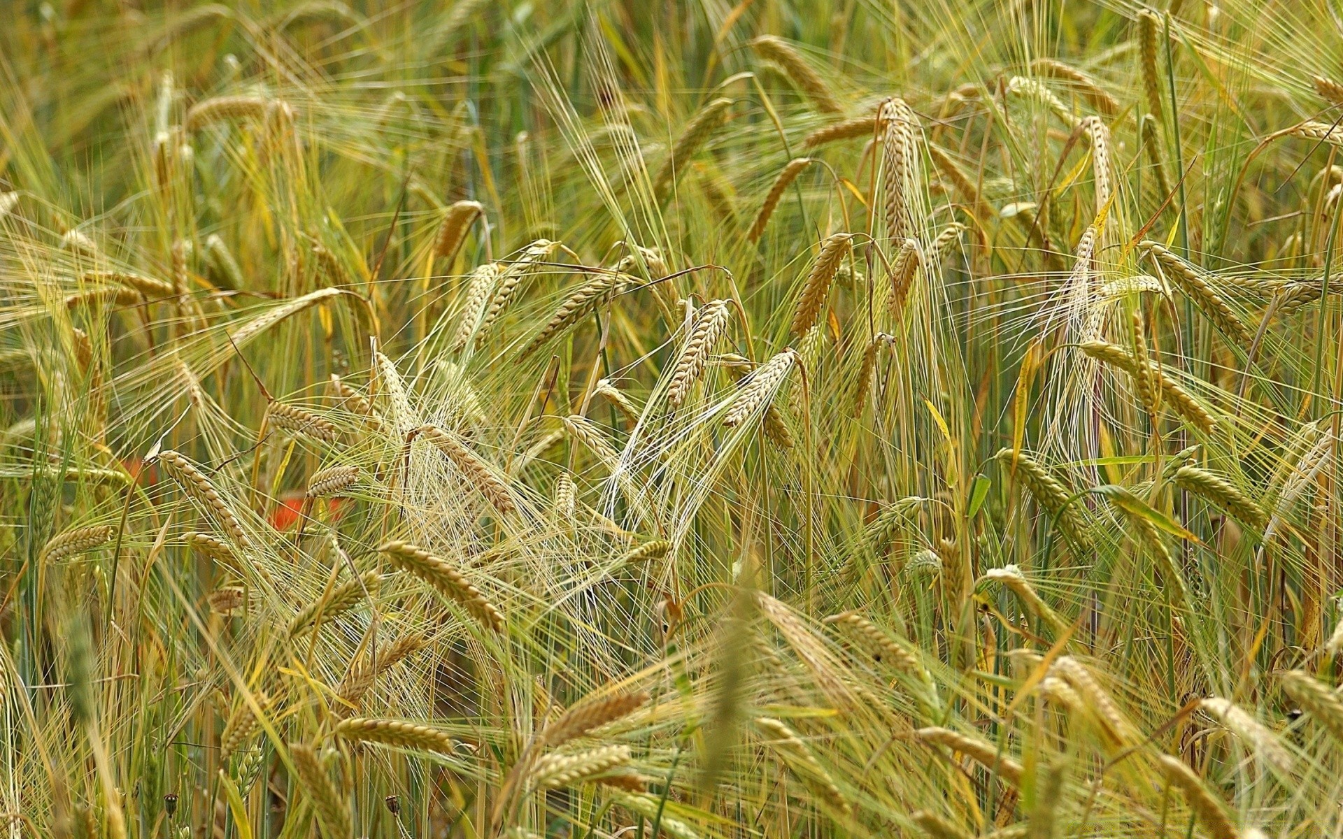 bokeh cereales rural trigo pasto paja campo cosecha semilla pan granja oro agricultura maíz crecimiento campo país verano hierba naturaleza
