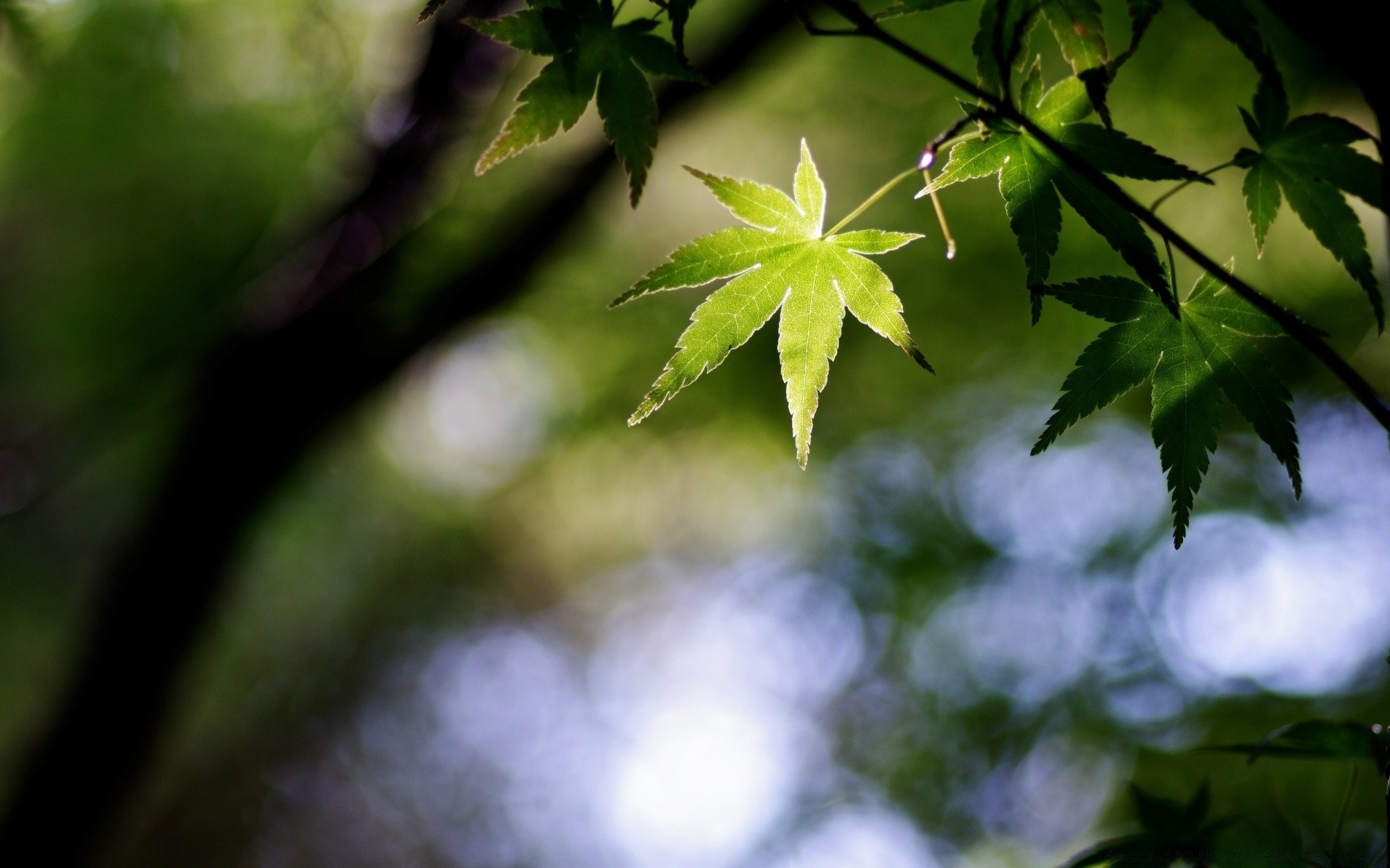 bokeh hoja desenfoque naturaleza crecimiento flora exuberante al aire libre árbol medio ambiente madera verano jardín luz color brillante sol buen tiempo
