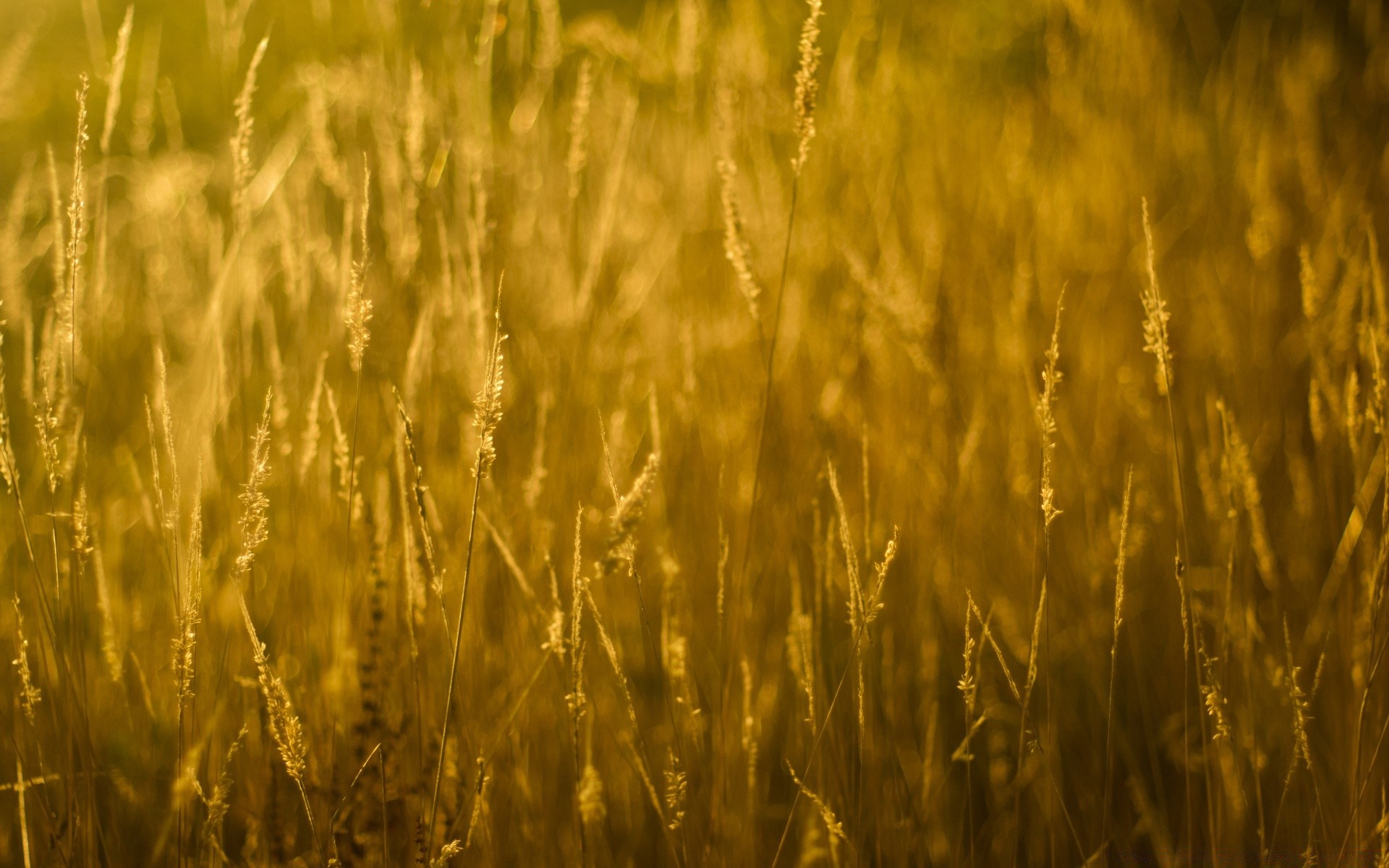 bokeh trigo cereales rural maíz campo granja paja pasto cosecha pan crecimiento centeno agricultura oro semilla sol campo naturaleza tierras de cultivo cebada