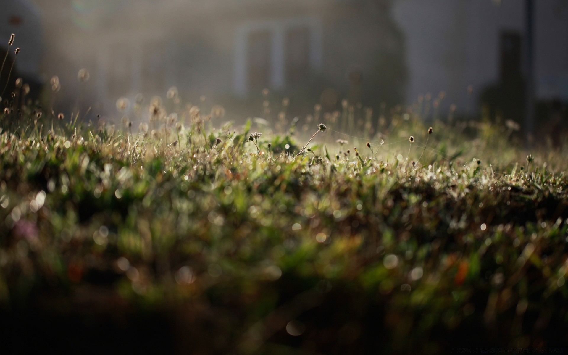 bokeh hierba jardín campo naturaleza crecimiento desenfoque granja paisaje flor verano sol flora amanecer lluvia agricultura hoja luz suelo riego tierra