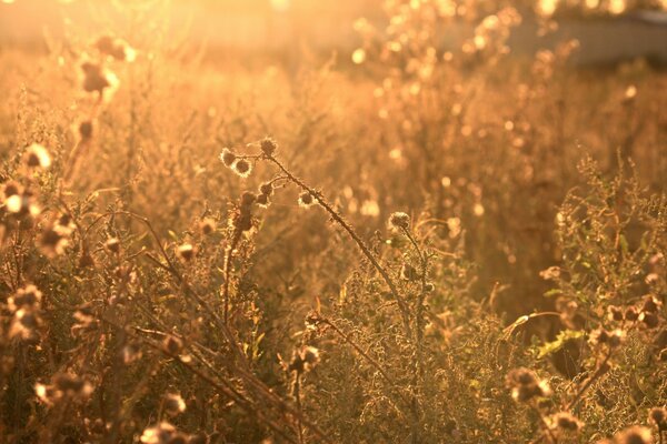 Luz de la mañana en flores silvestres