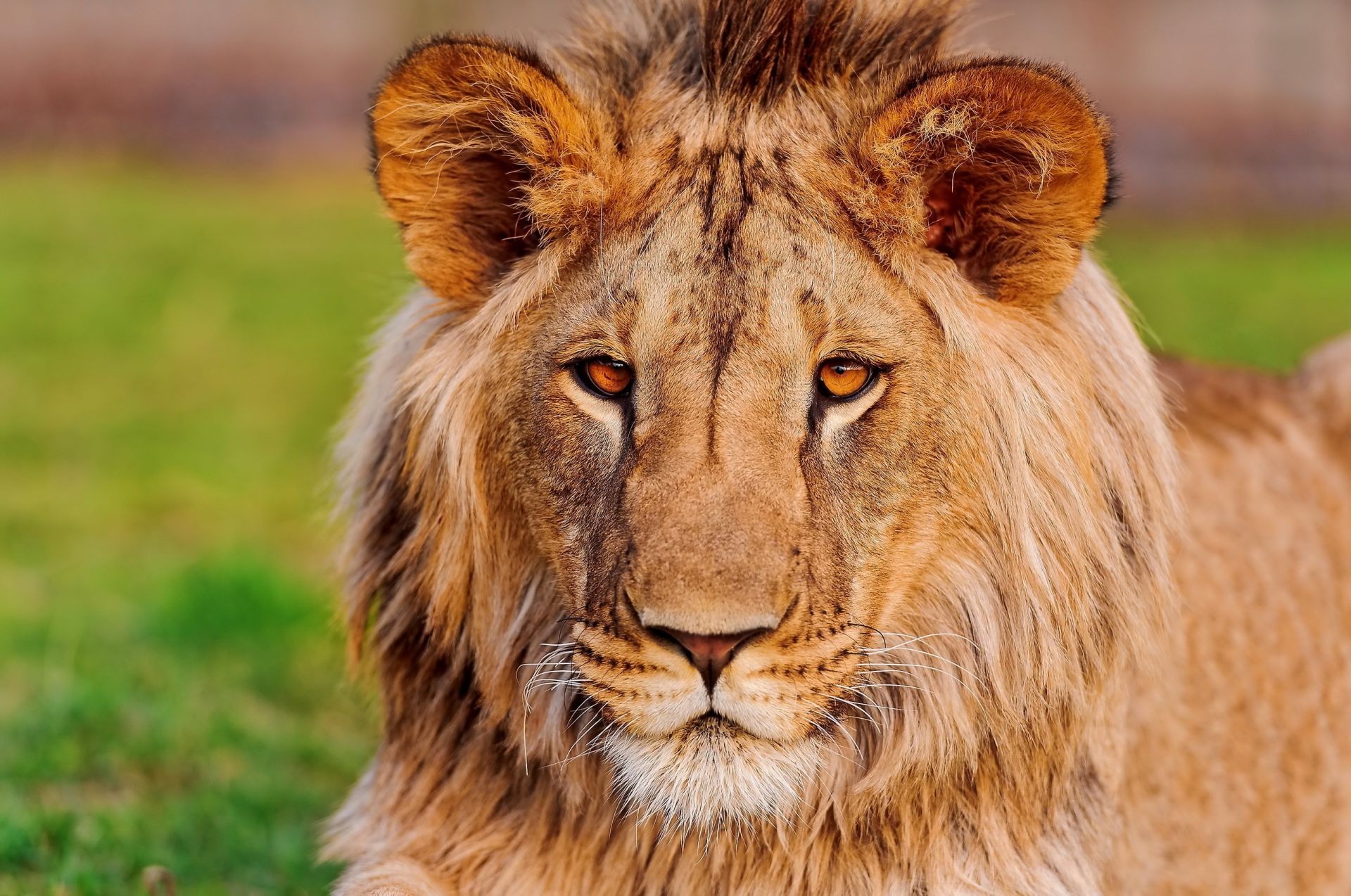 leones animal vida silvestre gato mamífero depredador salvaje león carnívoro naturaleza piel grande safari cazador hierba retrato mane peligro zoológico