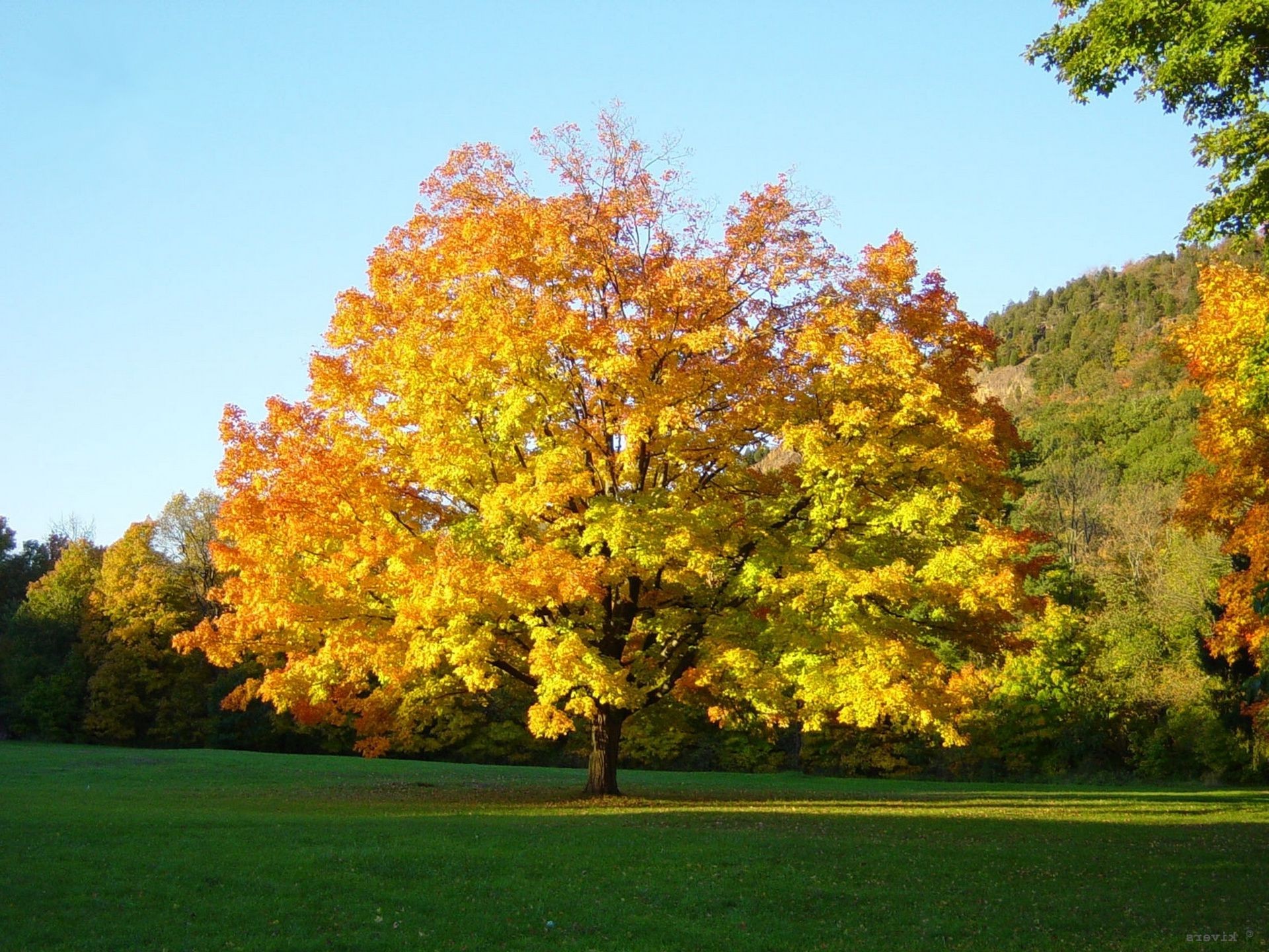 árboles otoño árbol hoja paisaje temporada arce parque naturaleza al aire libre madera escénico brillante campo luz del día exuberante buen tiempo medio ambiente rural rama