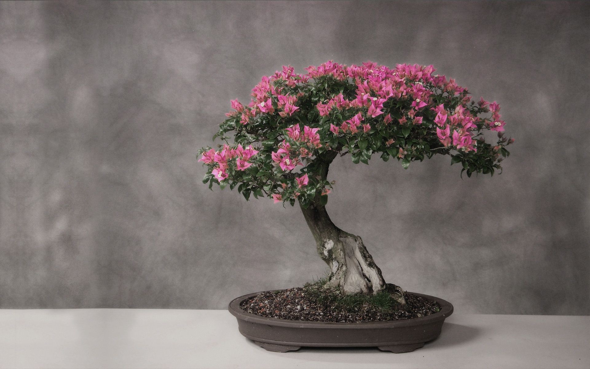 árboles árbol flor florero hoja flora jardín rama naturaleza crecimiento maceta paisaje