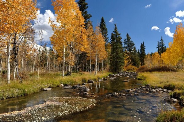Abedules y árboles a lo largo del río