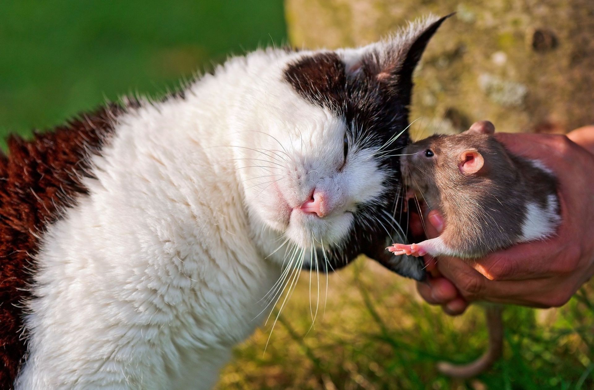 gato mamífero animal lindo naturaleza piel gato mascota retrato vida silvestre poco