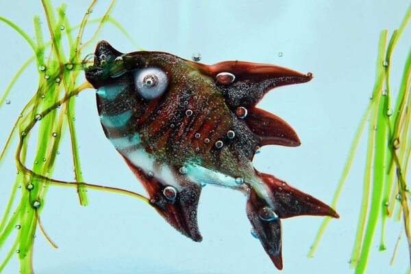 Los peces salvajes comen plantas