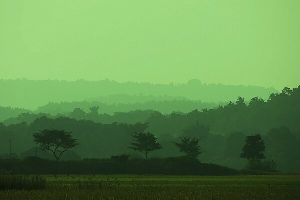 Campo de niebla verde y árboles